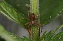 Philodromus_ZZ375_D4917_Z_90_Les Gris_Frankrijk
